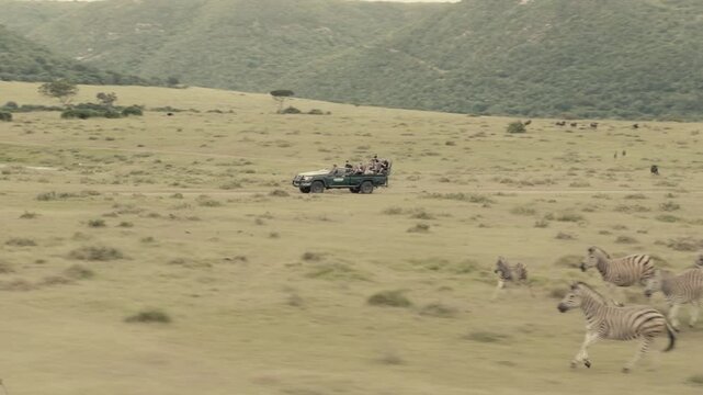 A herd of zebras runs alongside a safari jeep in the African savannah, with rolling hills in the background. Ideal for wildlife documentaries or travel promotions.