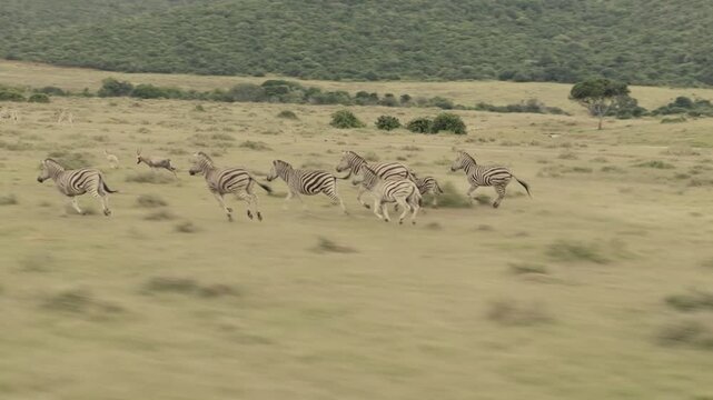 A herd of zebras charges across the open plains as a safari jeep follows. Captures the energy and movement of wildlife in their natural habitat.