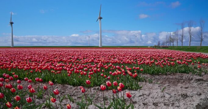 Scenic Dutch tulip field with rows of red flowers and wind energy turbines