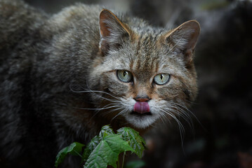 European wild cat (Felis silvestris) detail portrait © Sangur