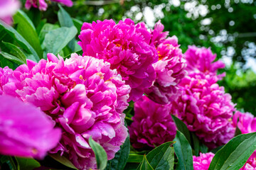 Fototapeta premium Bright asters blooming with vibrant colors in grandma's garden, filling the space with nostalgic charm and seasonal beauty. 