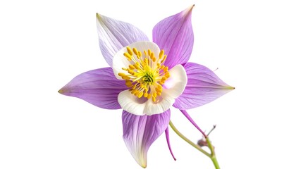 Fototapeta premium Isolated aquilegia flower with delicate purple petals and yellow stamen, perfect for natural beauty and spring themes