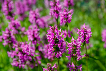 Obraz premium Wildflowers bloom in a green field during sunny spring days showcasing vibrant colors and natural beauty