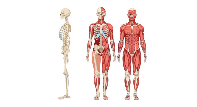 Human anatomy skeletal and muscular system diagram isolated on white.