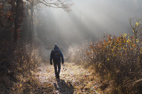 A hiker with a backpack and hiking poles walks along a path covered in leaves, while rays of sunlight shine through the fog and the tall trees.