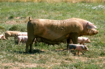 Porc, truie, Cochon, porcelet © JAG IMAGES