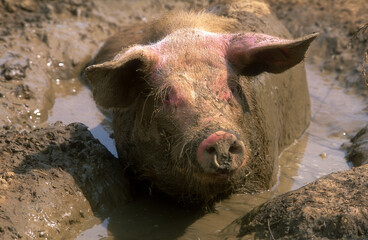 Porc, Cochon, truie, © JAG IMAGES