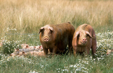 Porc, truie, Cochon, porcelet © JAG IMAGES