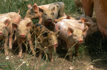 Porc, truie, Cochon, porcelet © JAG IMAGES