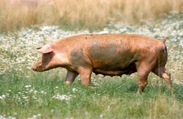 Porc, Cochon, truie, © JAG IMAGES