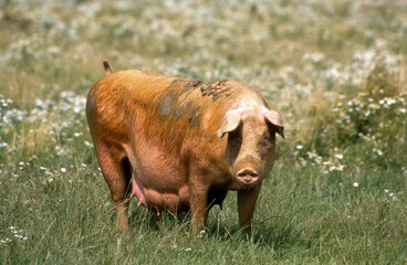 Porc, Cochon, truie, © JAG IMAGES