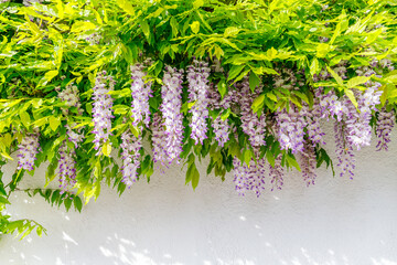 Fototapeta premium Flowers and green leaves hang from a wall, showing a vibrant display of nature in a sunny location