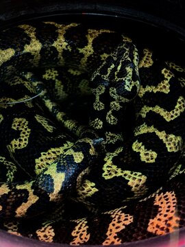 High contrast macro of a Carpet Python (Morelia spilota) coiled in the dark, yellow and black snake scales pattern close-up.