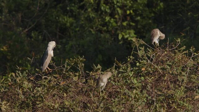Night herons perched on dense vegetation in a wetland habitat, surrounded by dark green forest foliage during warm morning light.