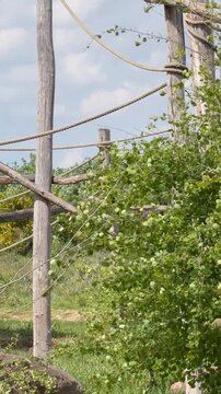 Spider monkey suspended on thick rope with long limbs extended outdoors