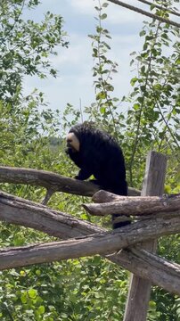Male white-faced saki monkey suspended from wooden beam staring at camera