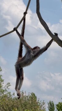 Spider monkey suspended on thick rope with long limbs extended outdoors