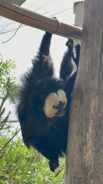 Male white-faced saki monkey suspended from wooden beam staring at camera