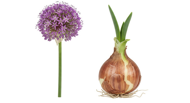 Set of Allium hollandicum and Allium cepa (the common onion) frontal isolated png on a transparent background perfectly cutout high resolution