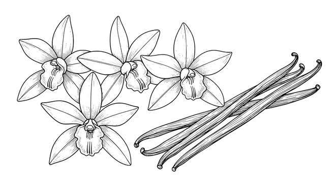 Flowers vanilla orchids and vanilla bean pods line art for spice branding, bakery menus, and herbal product labels