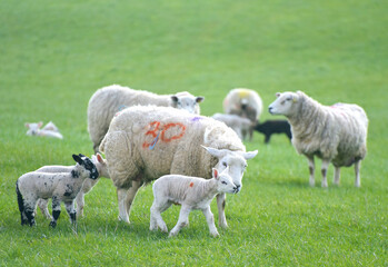 Fototapeta premium Sheep and lambs in fields at Draughton near Skipton on the edge of the Yorkshire Dales National Park