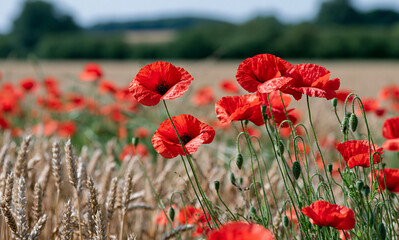 Naklejka premium a field of poppies, a field in flanders