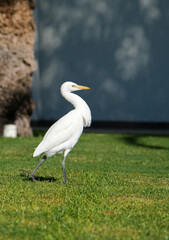 Obraz premium Side view of Western cattle egret walking on vibrant green grass in bright sunlight in Egypt