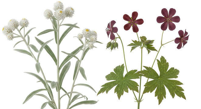 Set of Anaphalis sinica and Geranium phaeum frontal isolated png on a transparent background perfectly cutout high resolution