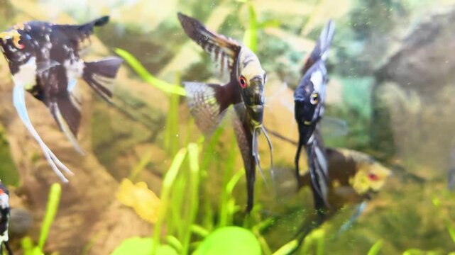 Angelfish Swimming To Glass Expecting Food In Aquarium. A school of tropical fish with striped patterns actively swimming and waiting for feeding time in a home environment