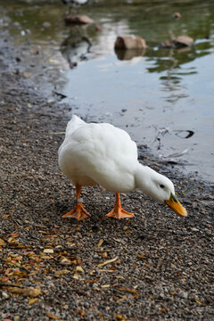 white goose on the water