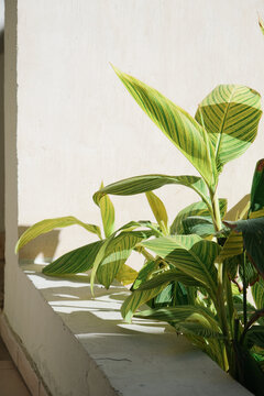 Canna generalis leaves and flowers in the garden, texture pattern