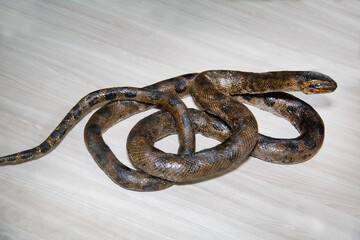 Obraz premium A Paraguayan anaconda with a beautiful body pattern on a light background. Marine animals, reptiles, ecology.
