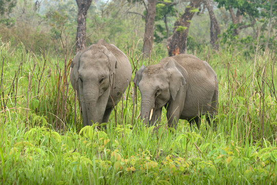 Pair of Asian Elephants feeding in grassland at Manas National Park, Assam India