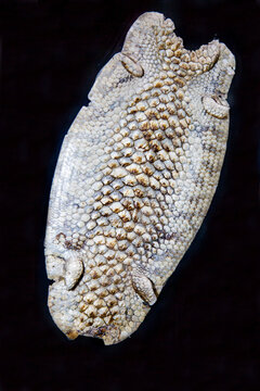 The skin of a short-tailed skink with a beautiful body pattern on a black background.  Marine animals, reptiles, ecology.
