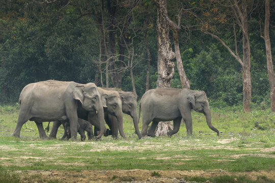 Herd of Asian Elephants with calf walking in forest grassland in Manas, Assam
