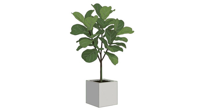 Lush green fiddle-leaf fig plant grows in a minimalist gray square pot, making it a perfect indoor decor element for modern home or office spaces.