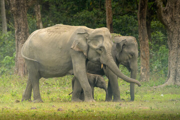 Asian Elephant family with calf in forest grassland in Manas National Park Assam © Mihir Joshi