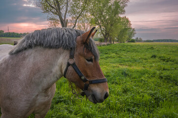 Portrait eines Pferdes auf der Koppel © Ronald Rampsch