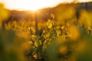 Artistic soft focus view of vineyard leaves at sunset © 9parusnikov