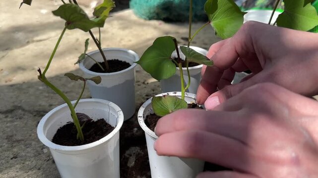 Group of sweet potato seedlings being transplanted closeup
