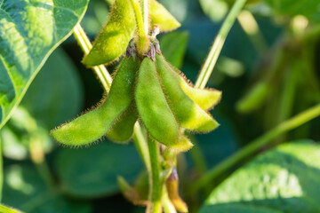 Fototapeta premium Green soybean pods grow on a plant in a sunny field during late summer