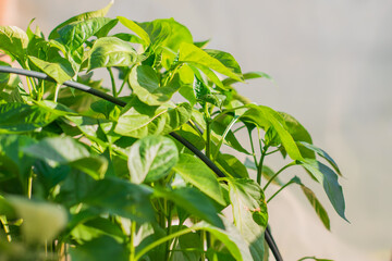 Obraz premium Young Green Seedlings in a Greenhouse. Growing Organic Vegetables for Spring Planting