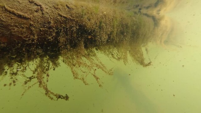 Macro underwater river scene with floating particles vegetation and organic decay captured in slow motion split perspective