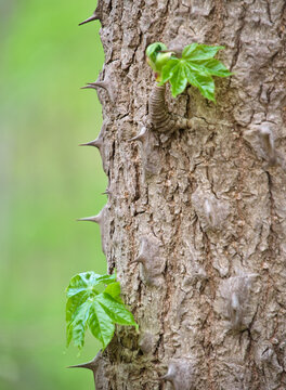 鋭いトゲのあるハリギリの幹から芽吹く若葉 Fresh green leaves sprouting from the thorny trunk of a Castor aralia