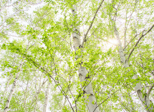 春の日差しを浴びる新緑の白樺林 Fresh green birch forest bathed in spring sunlight