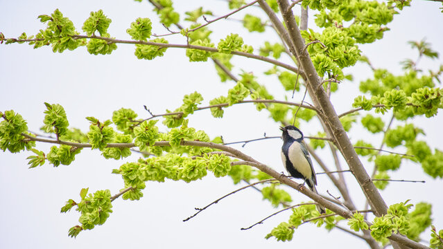 ハルニレの若い実がなる枝でさえずるシジュウカラ Japanese tit singing on a Japanese elm branch with young seeds