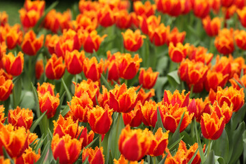 Obraz premium Colorful orange and yellow fringed tulips in a beautiful sunny day