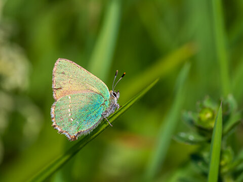 A Green Hairstreak Resting on Grass