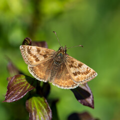 Obraz premium A Dingy Skipper. Wings Open.