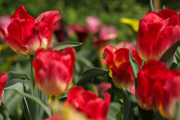 Fototapeta premium Red tulips field in a bright sunny day with a honey bee flying around